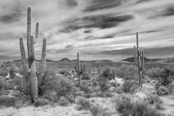 Cactus, desert, resilience