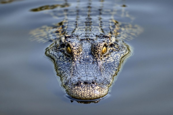 Crocodile